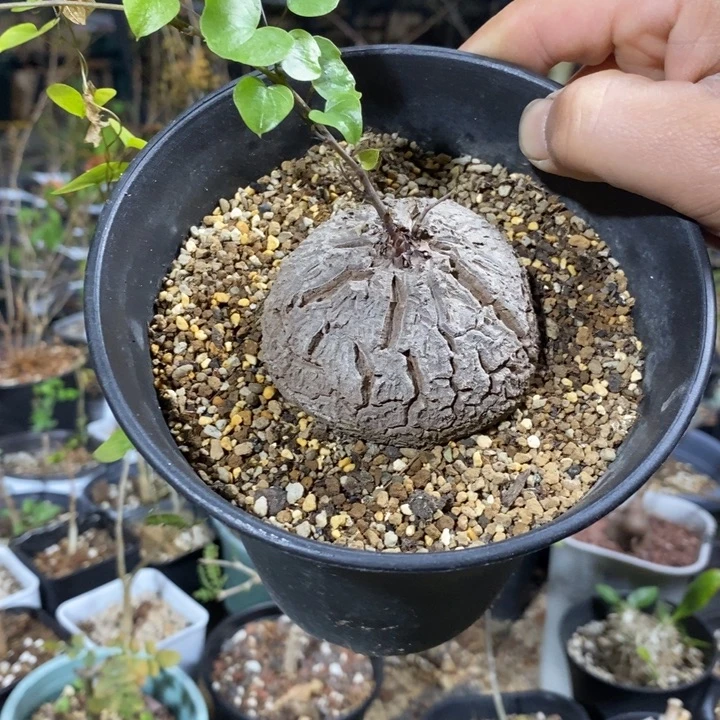 龟甲龙直径6.5带盆土发货