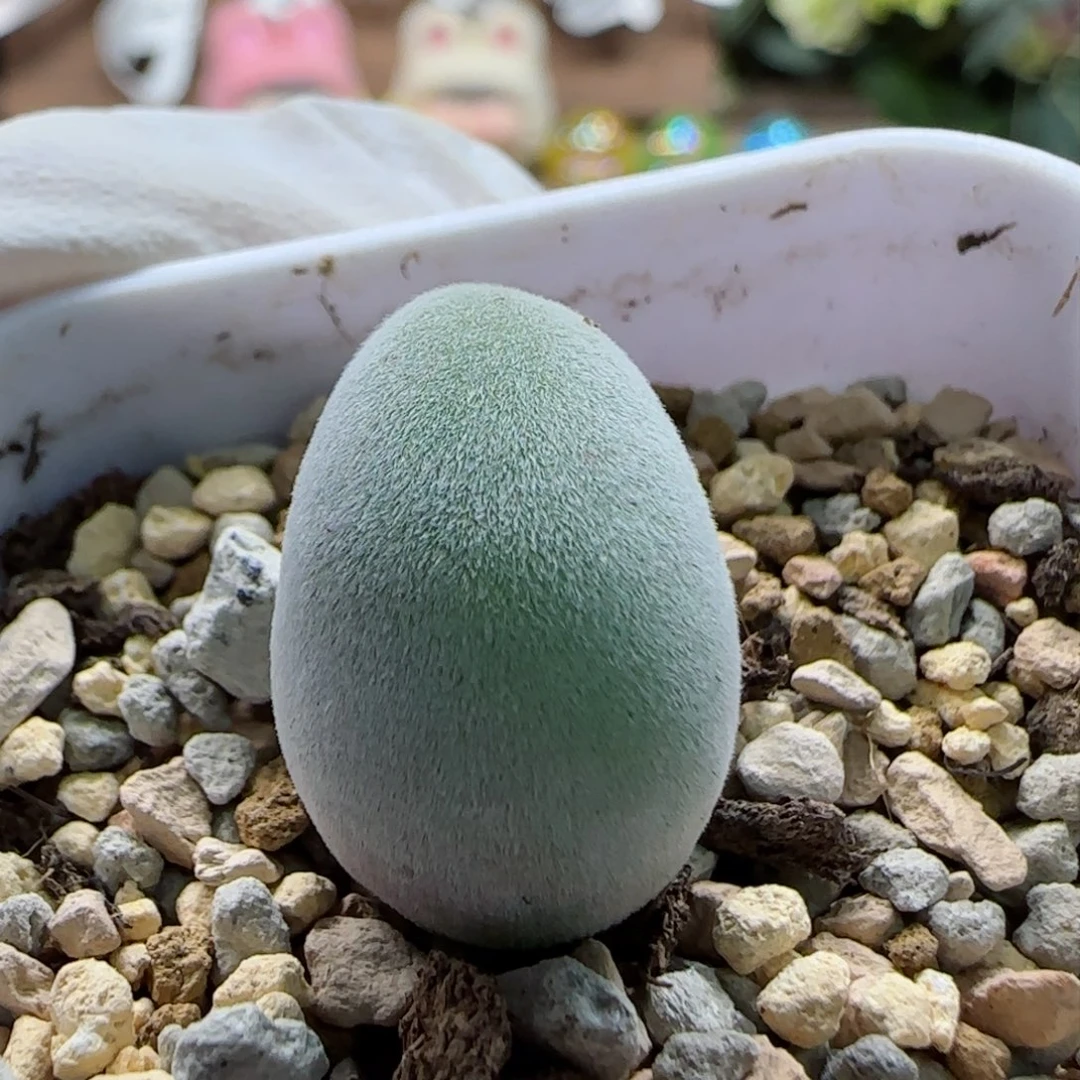 L*L1-19-当天满58包邮宝辉玉有干疤多肉脱土