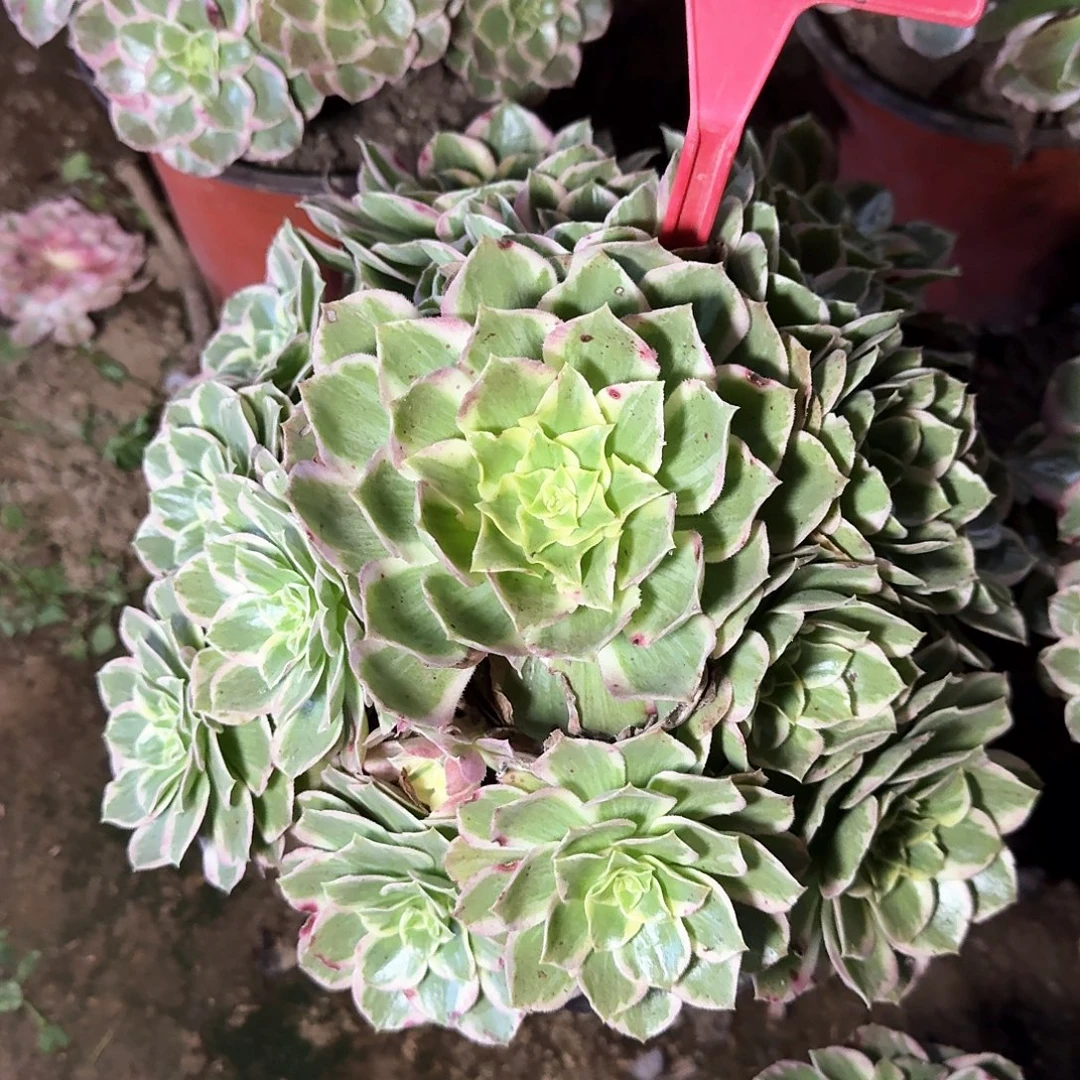 4-1016水蜜桃多肉法师