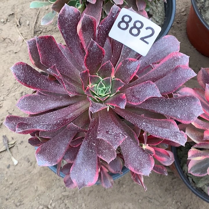 无花朵882金丝缺量北随机发