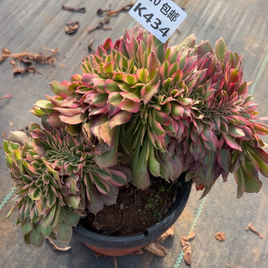 434红秀缀，满20包邮