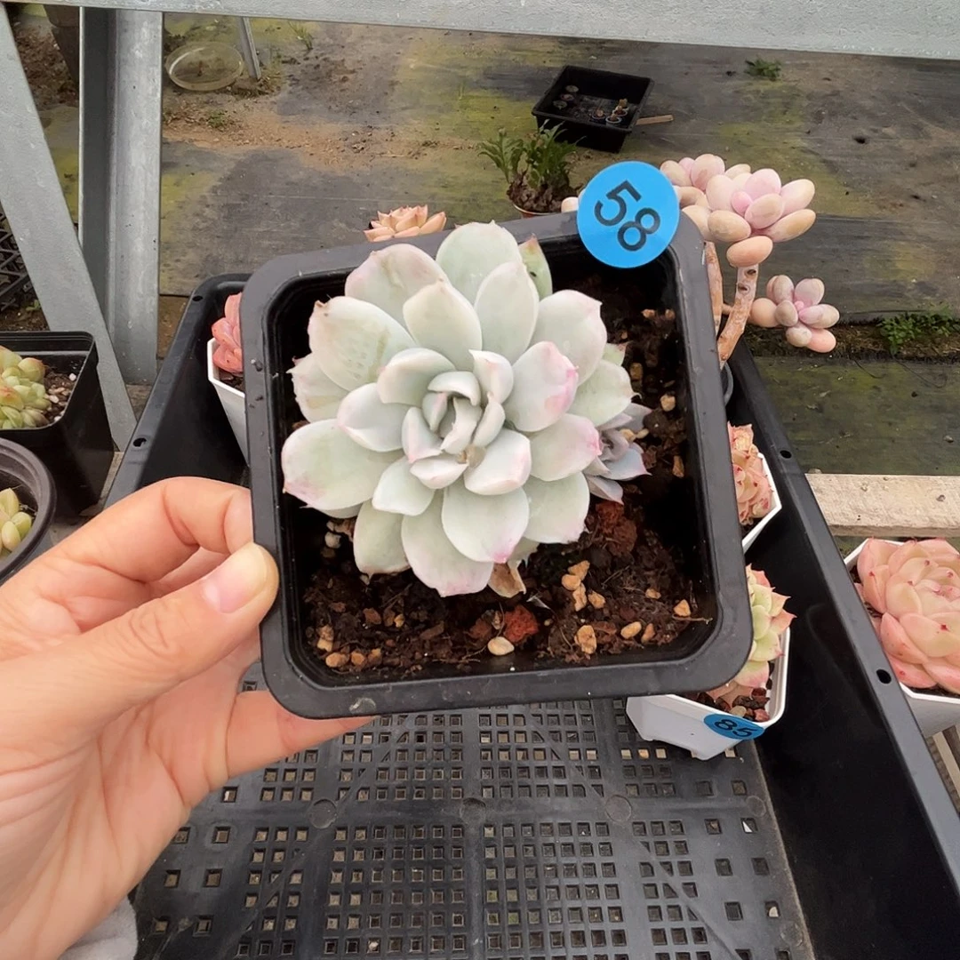 58 多肉脱土 群生不包整