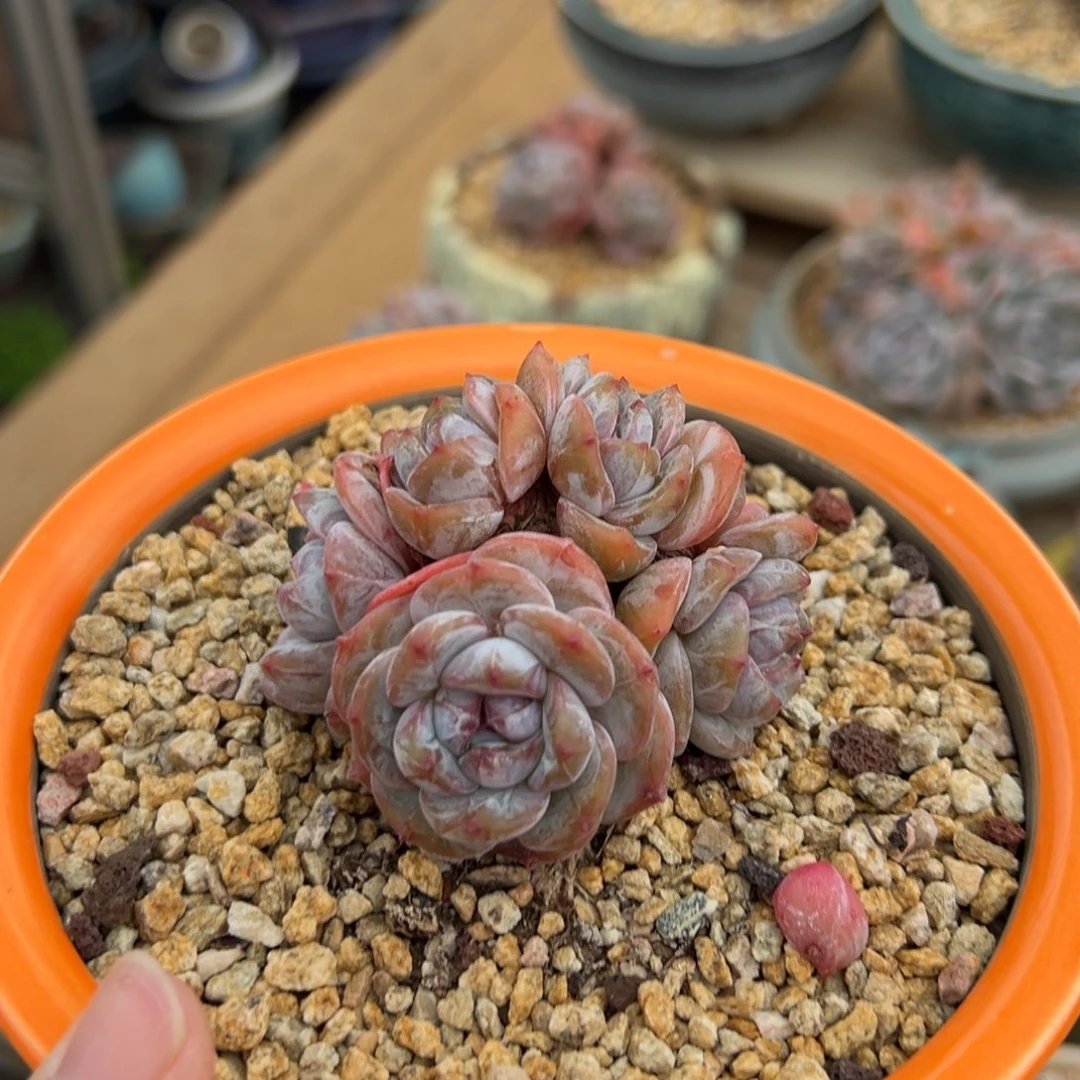 六头精控小脸粗腿紫油脸