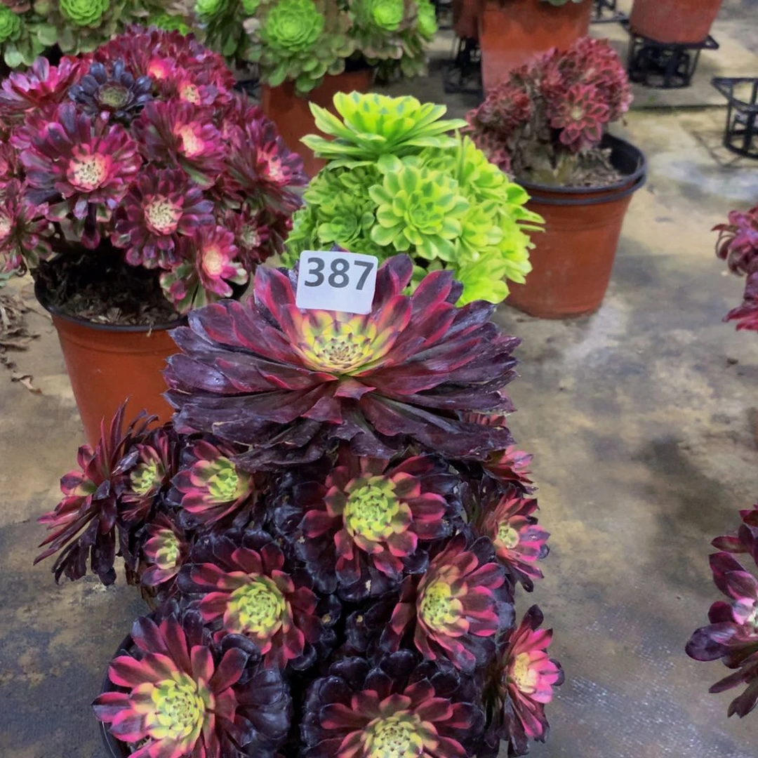 【闪购商品】坚**己无名编号387