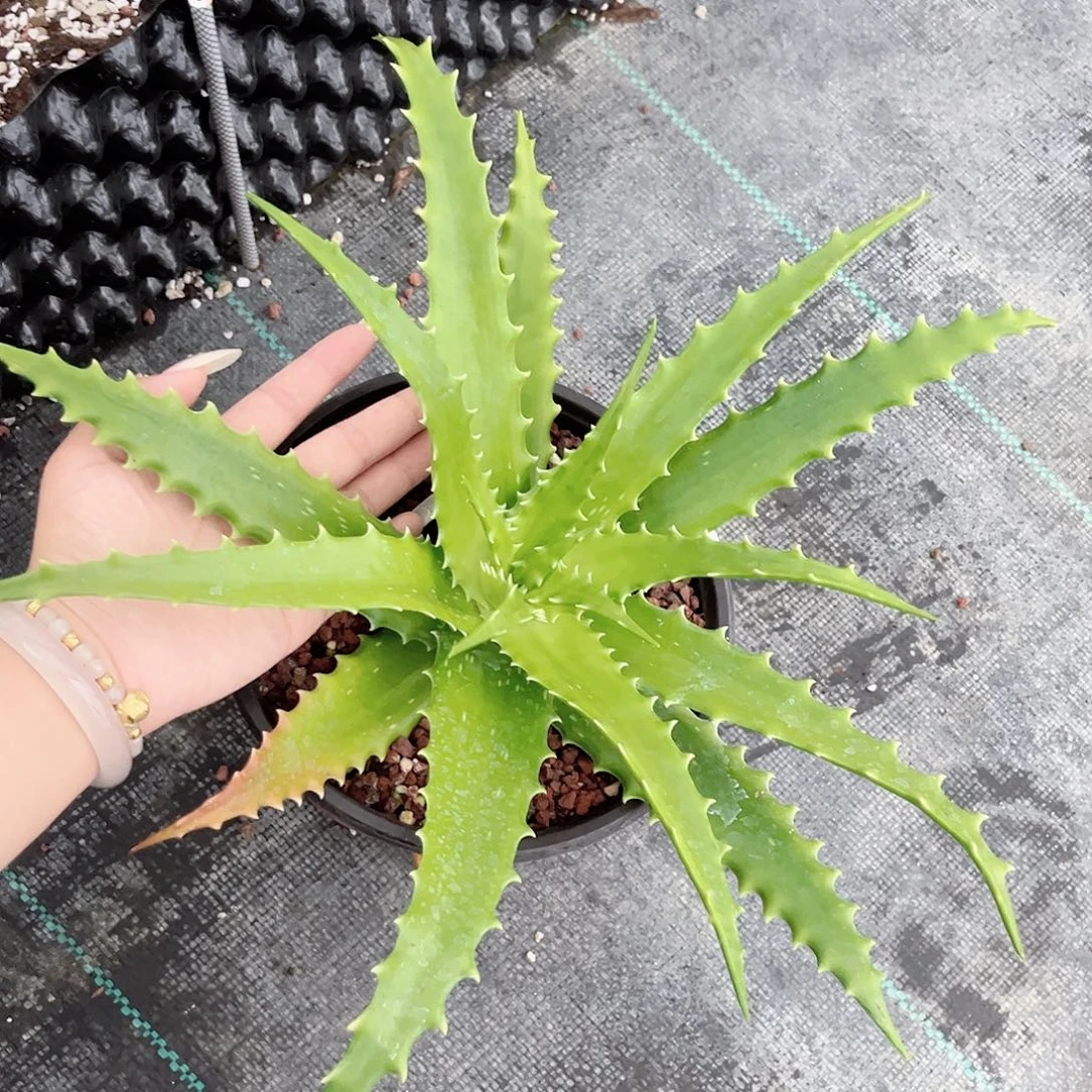 多肉植物钢果芦荟脱土
