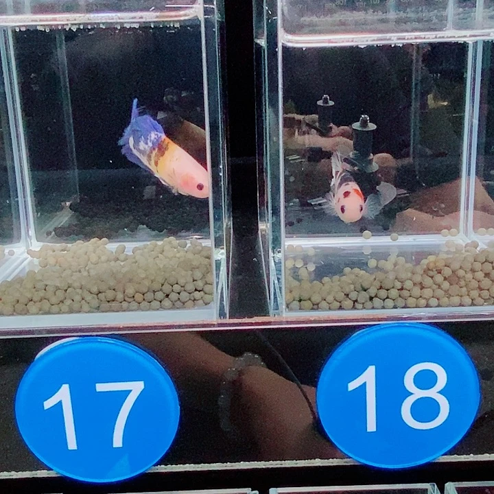 %***1斗鱼蓝17 18号 巨斗母