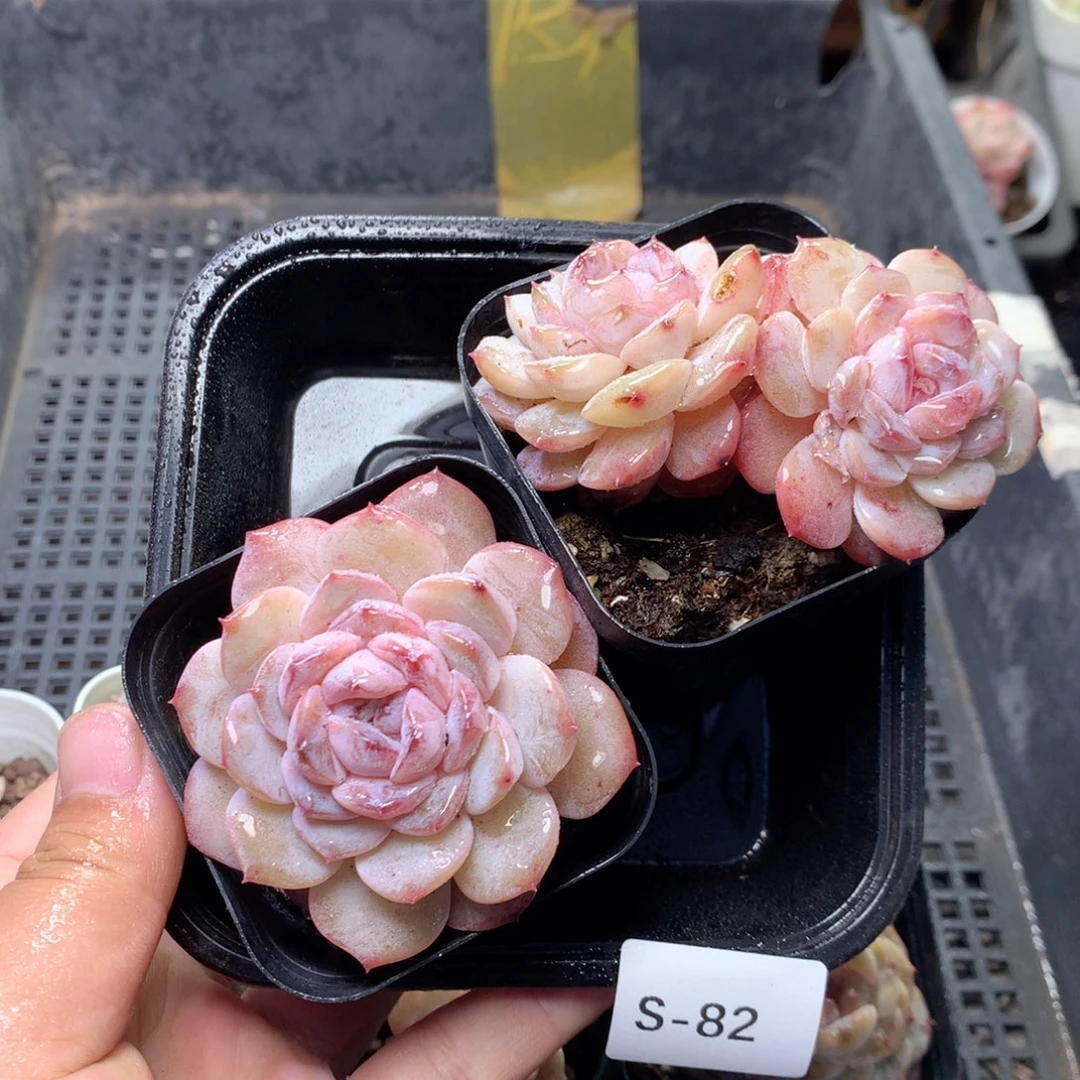 无花朵S82月英语英语