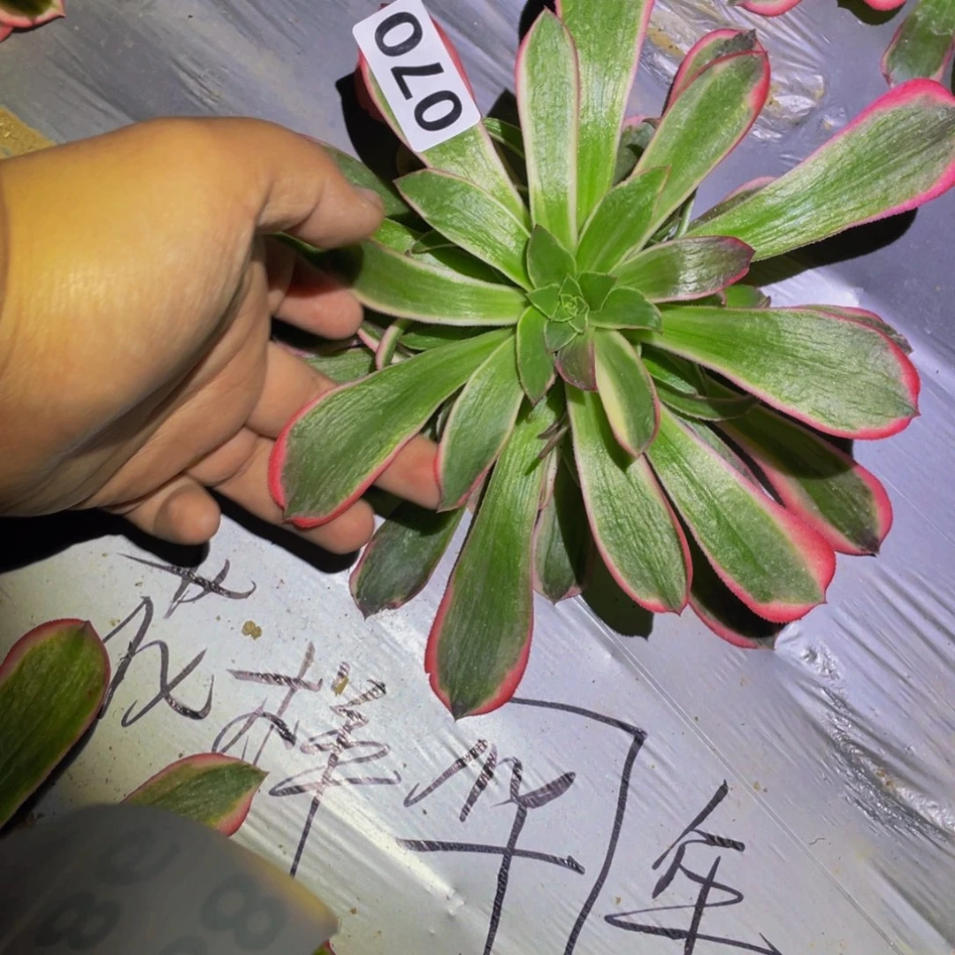070花样年华多肉舞