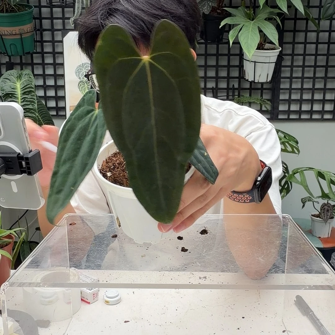 完全开放G180  蝴蝶加通湖