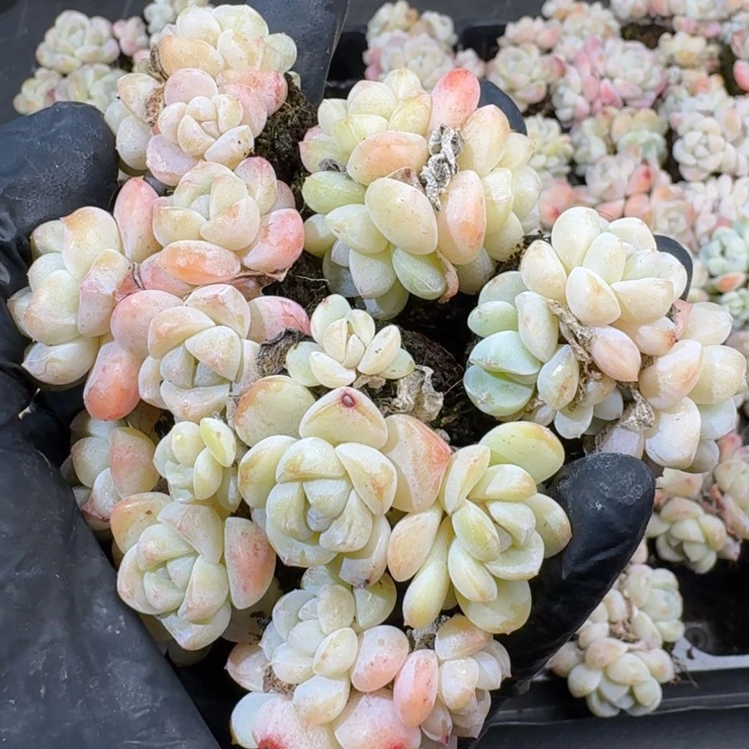 102号到手群生5颗江北多肉