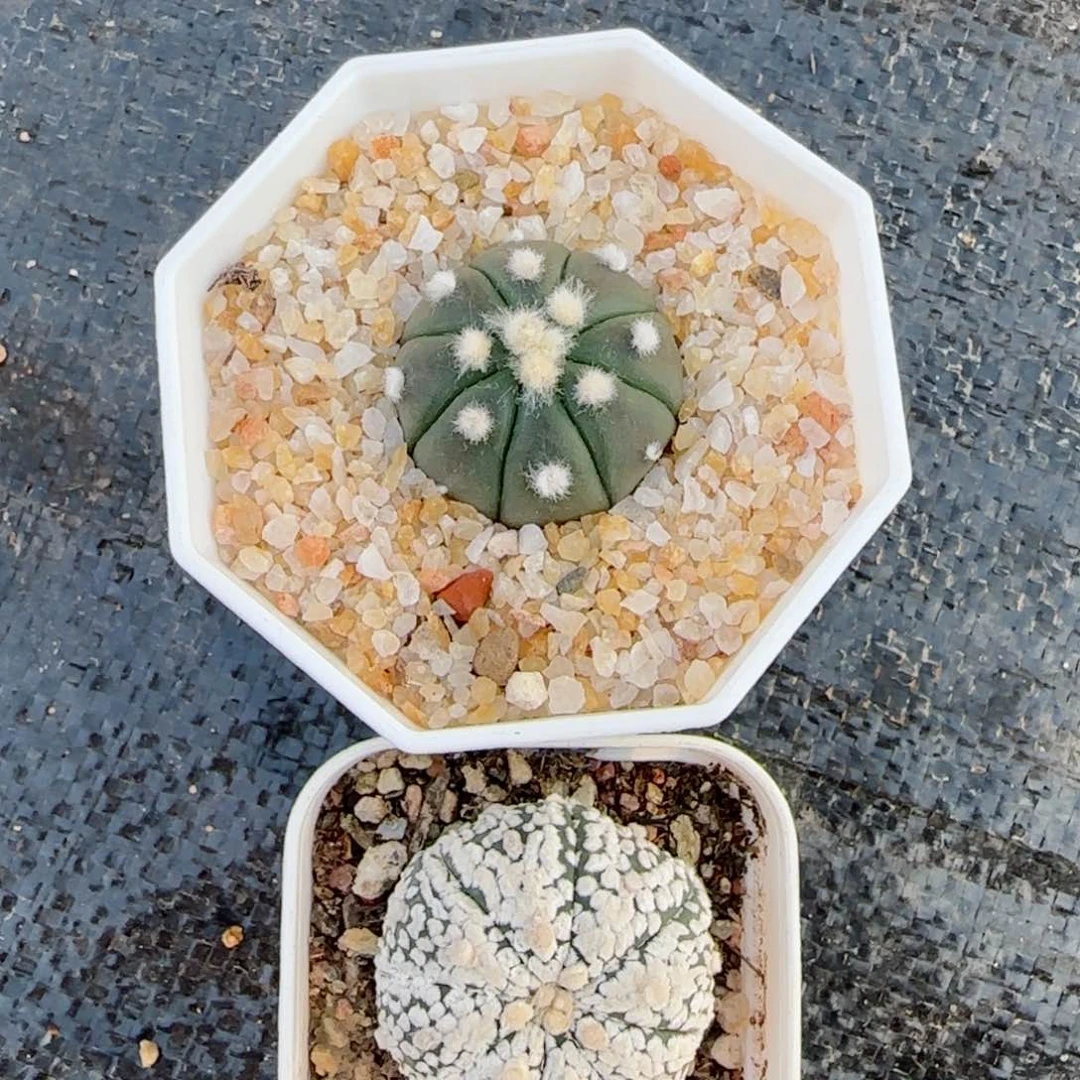 实生兜两颗00000