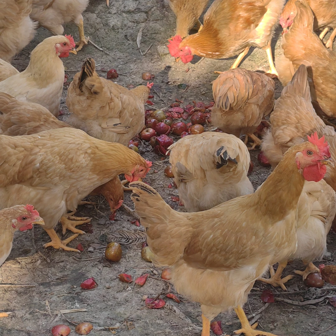 800多米高山放养河田鸡童子鸡母鸡3只净重5-6斤玉米稻谷生态溜鸡