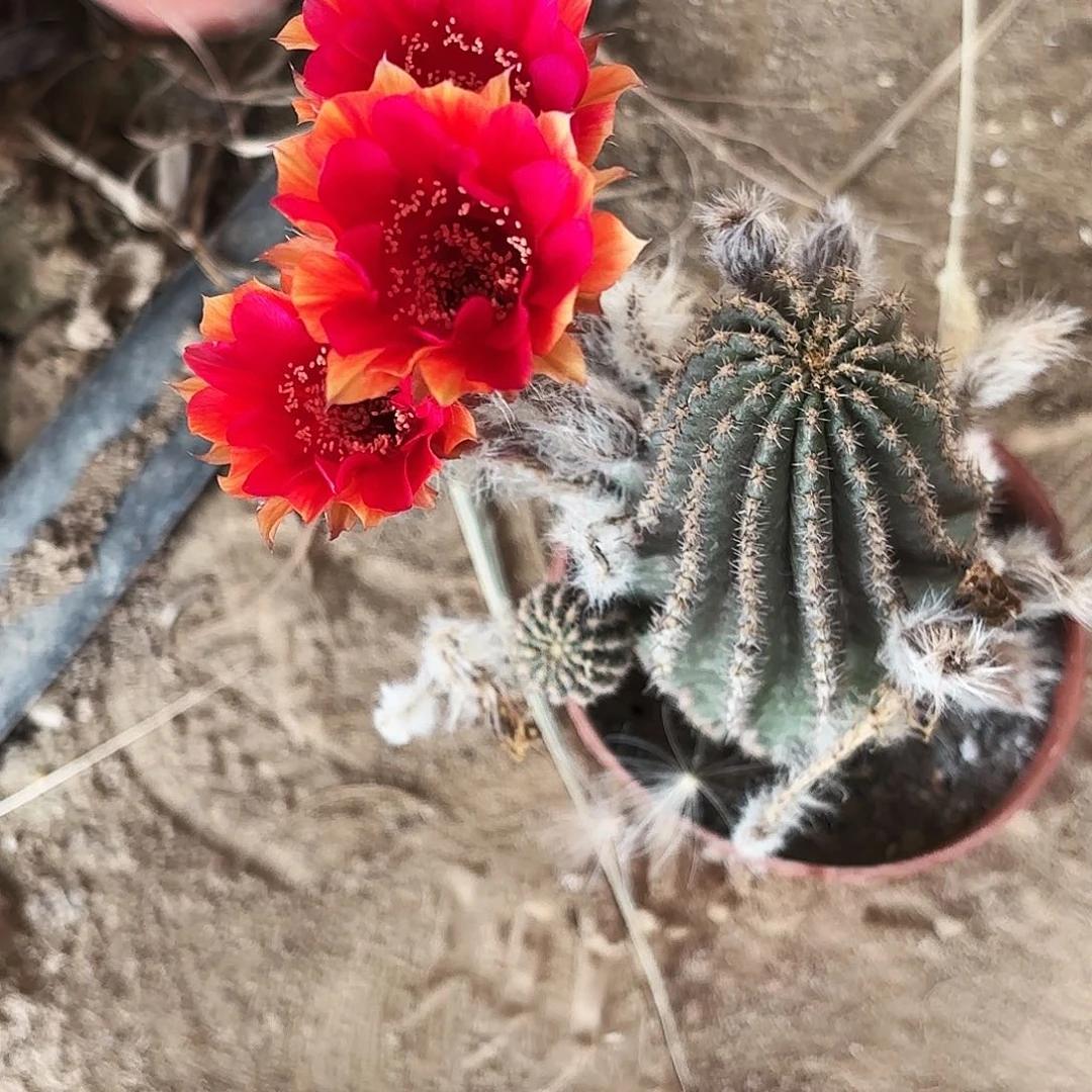 202 实生脱土脱花20包邮瑕疵