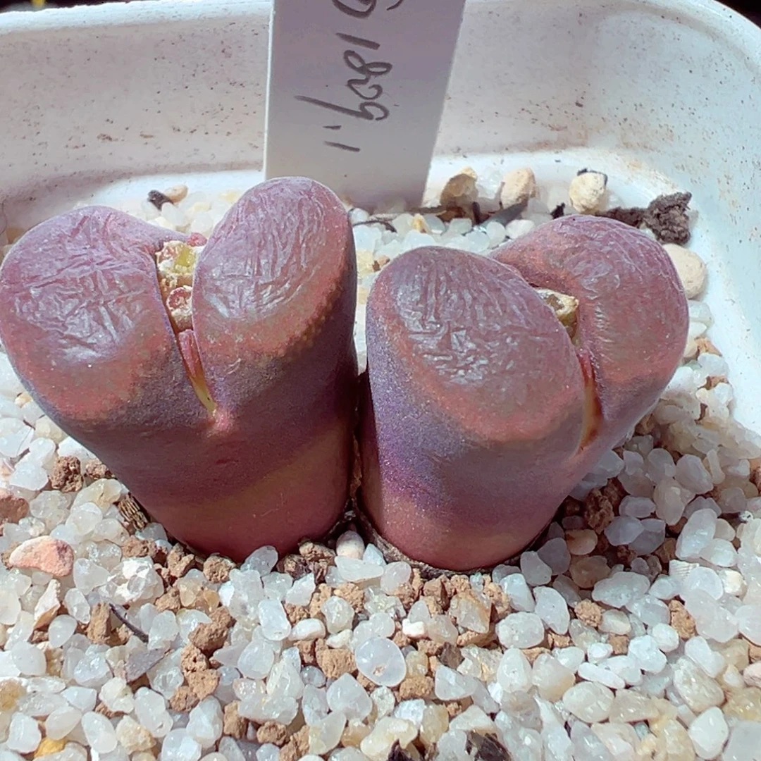 1118-437多肉多肉1809.1