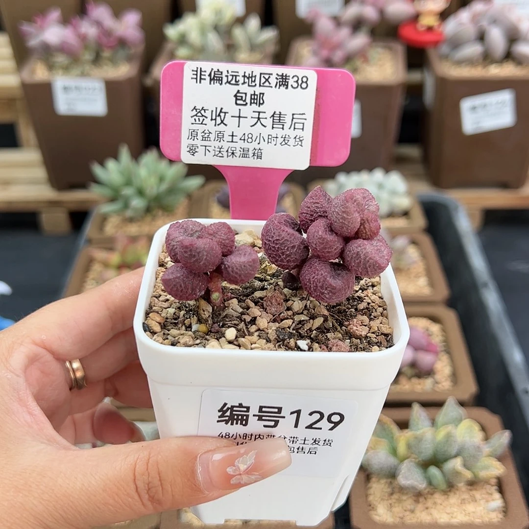 129水蜜桃多肉植物