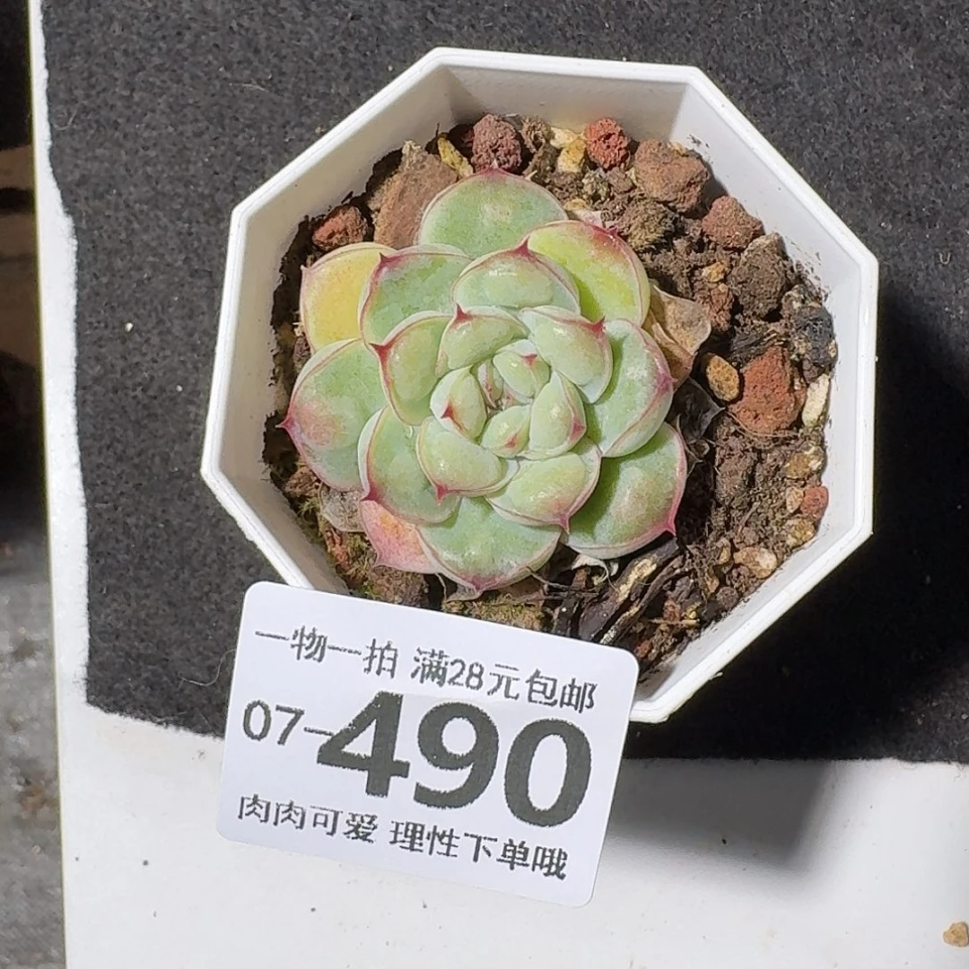 瘤影无盆土发货无盆土无