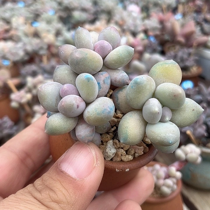 溜溜球 带盆发货 4口盆