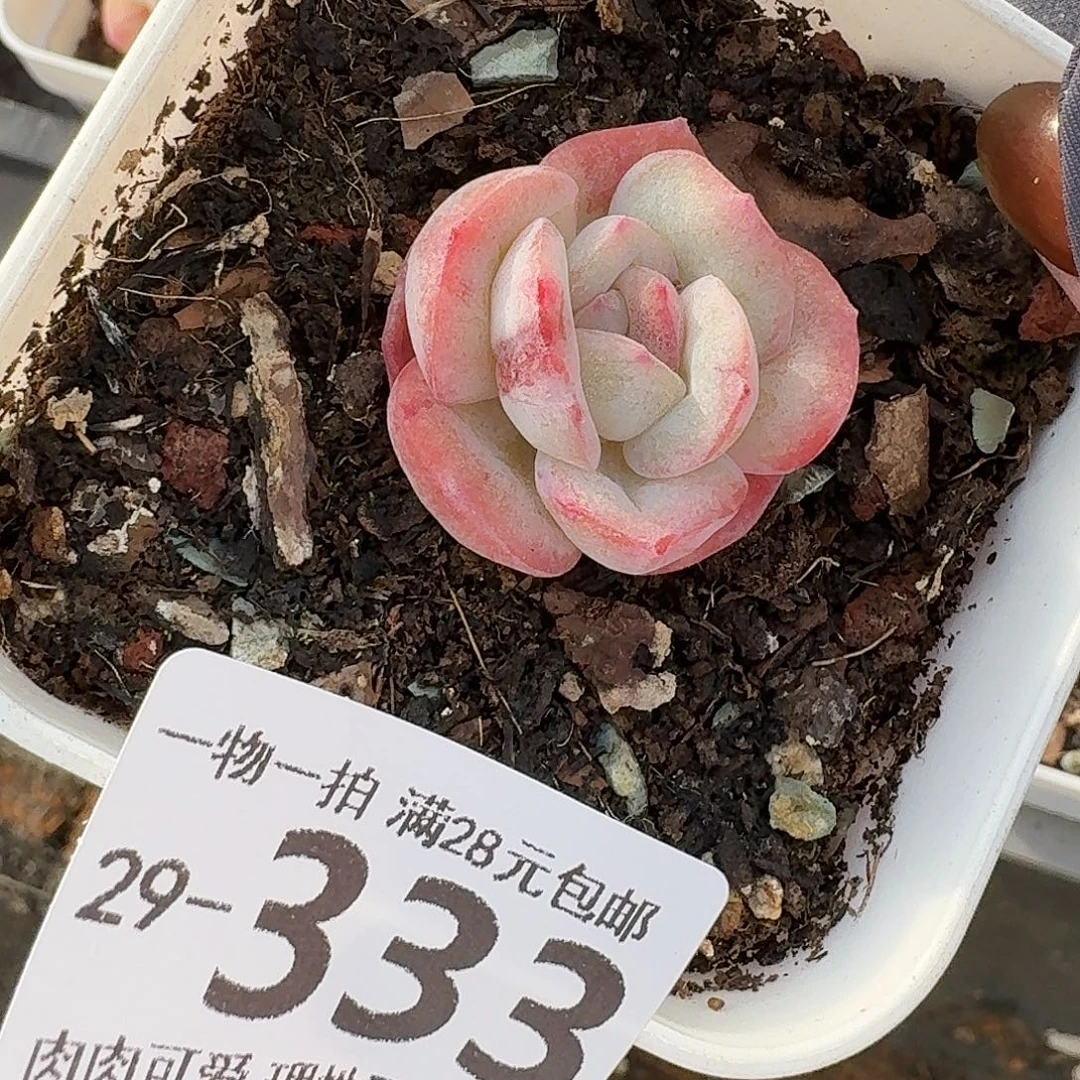 石化桔子冰无盆无无盆土