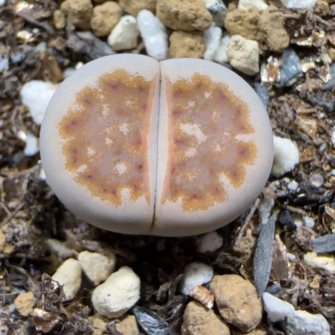 12.8.c218.9016.尺寸1.3cm