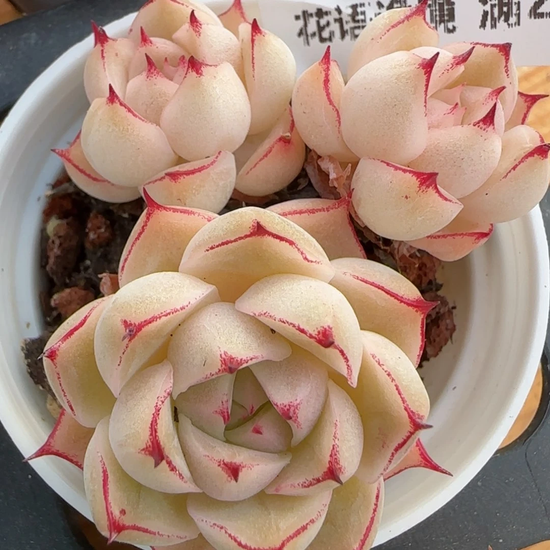 花语逸镜0213-640