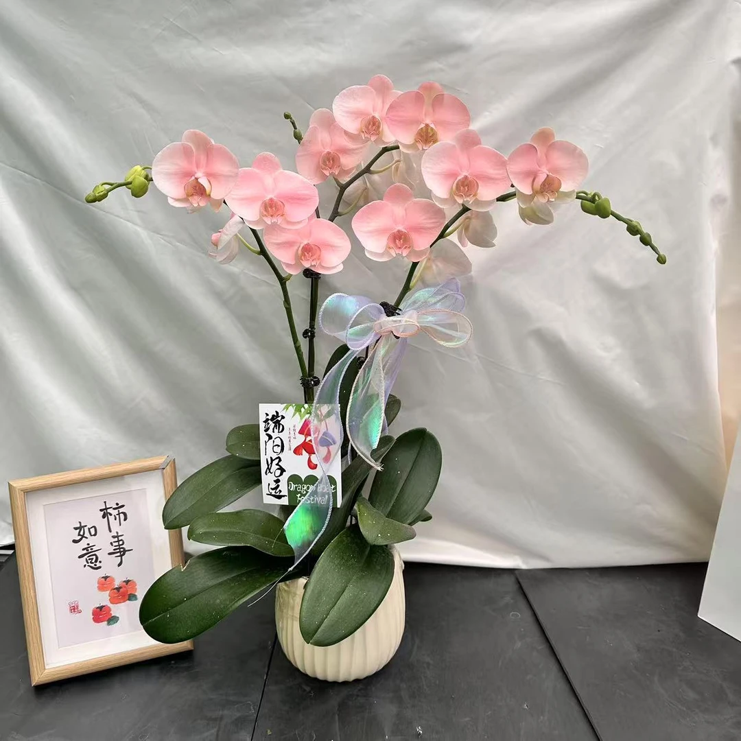 蝴蝶蘭【大水蜜桃】欧洲引进稀缺梦幻马卡龙粉色系 高端艺术喷色花