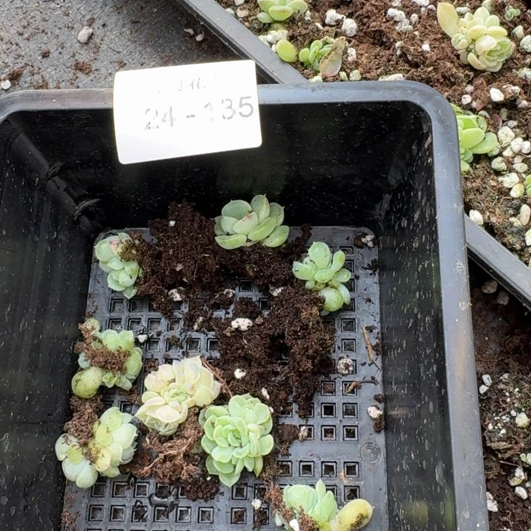 十棵母猪麦秆+雪姬苗子一颗量拍24-135