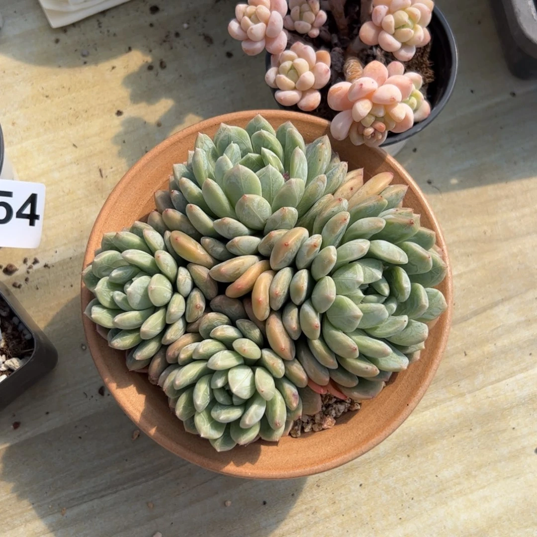 Y****中680 多肉植物组合盆栽
