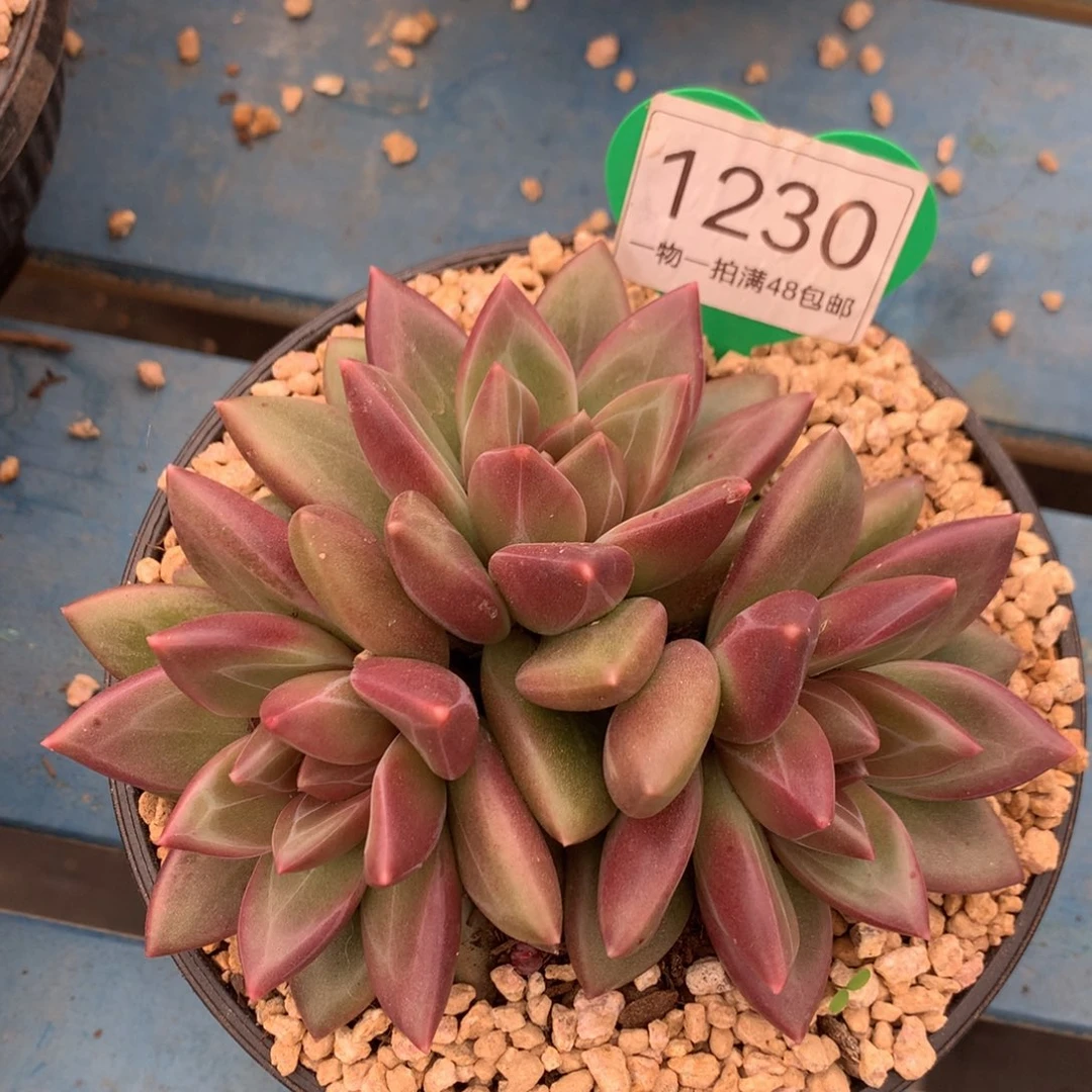 迷雾泡泡无砍平头1230