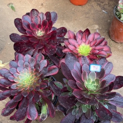 916多肉植物组合