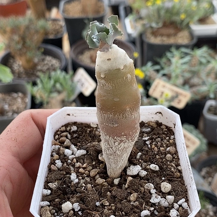 235小雪露微瑕一一一一