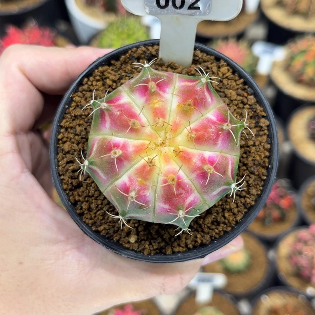 实生根白轮回————————