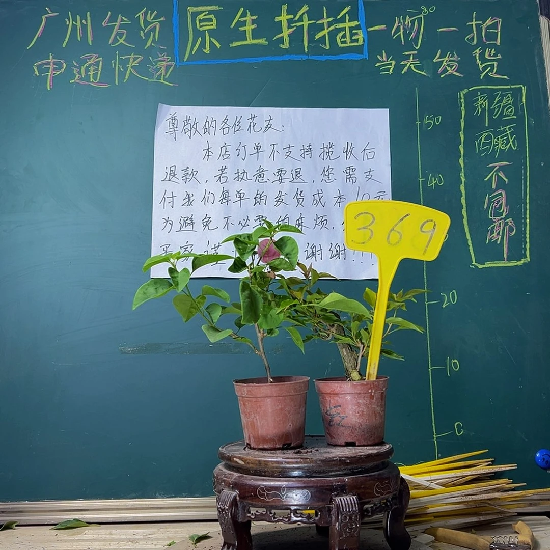 当前无花栽培后可以开花甜西瓜掌中宝 热火桑巴掌中宝369