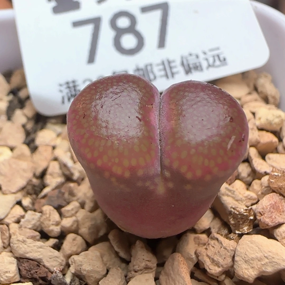 1804.5带盆土。