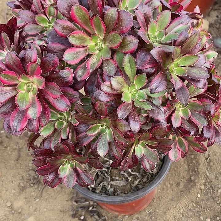 无花朵301香奶奶有砍福利