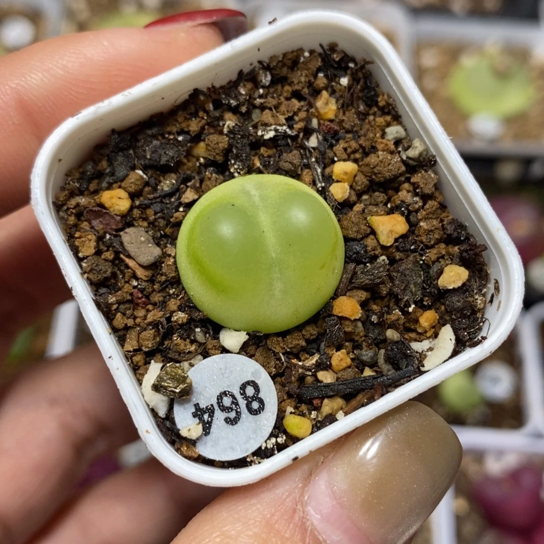 漂亮拉登（多肉植物