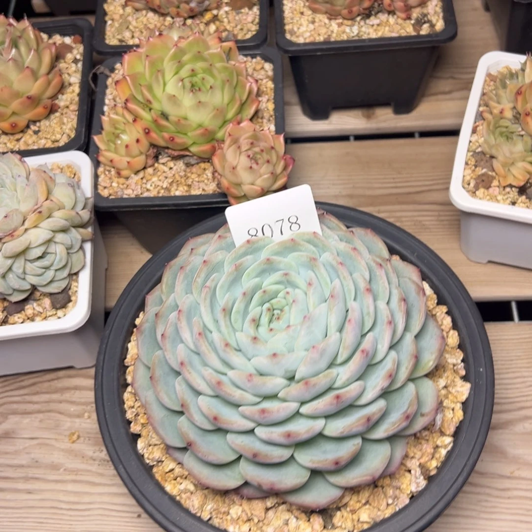 坤*8078肉多哦多哟吨