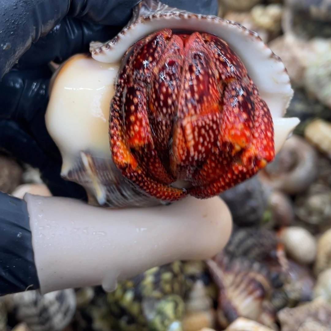 不退不换活体宠物141