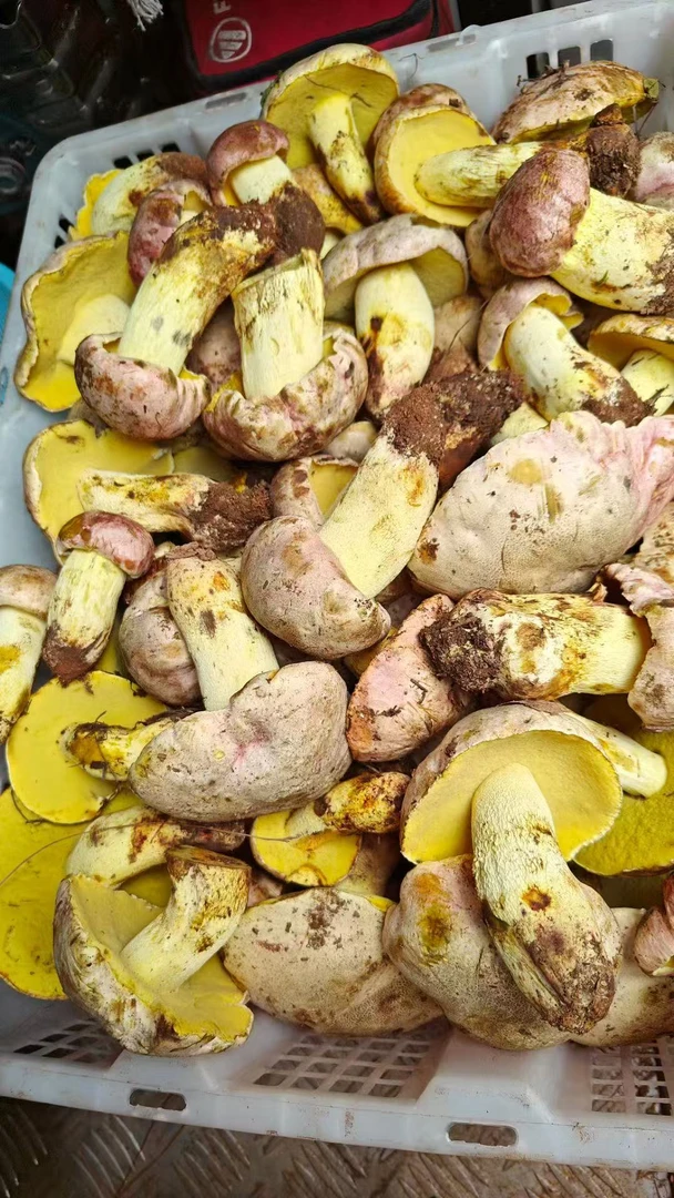 云南新鲜白葱牛肝菌见手青蘑菇菌子顺丰空运深山美味食用野生菌