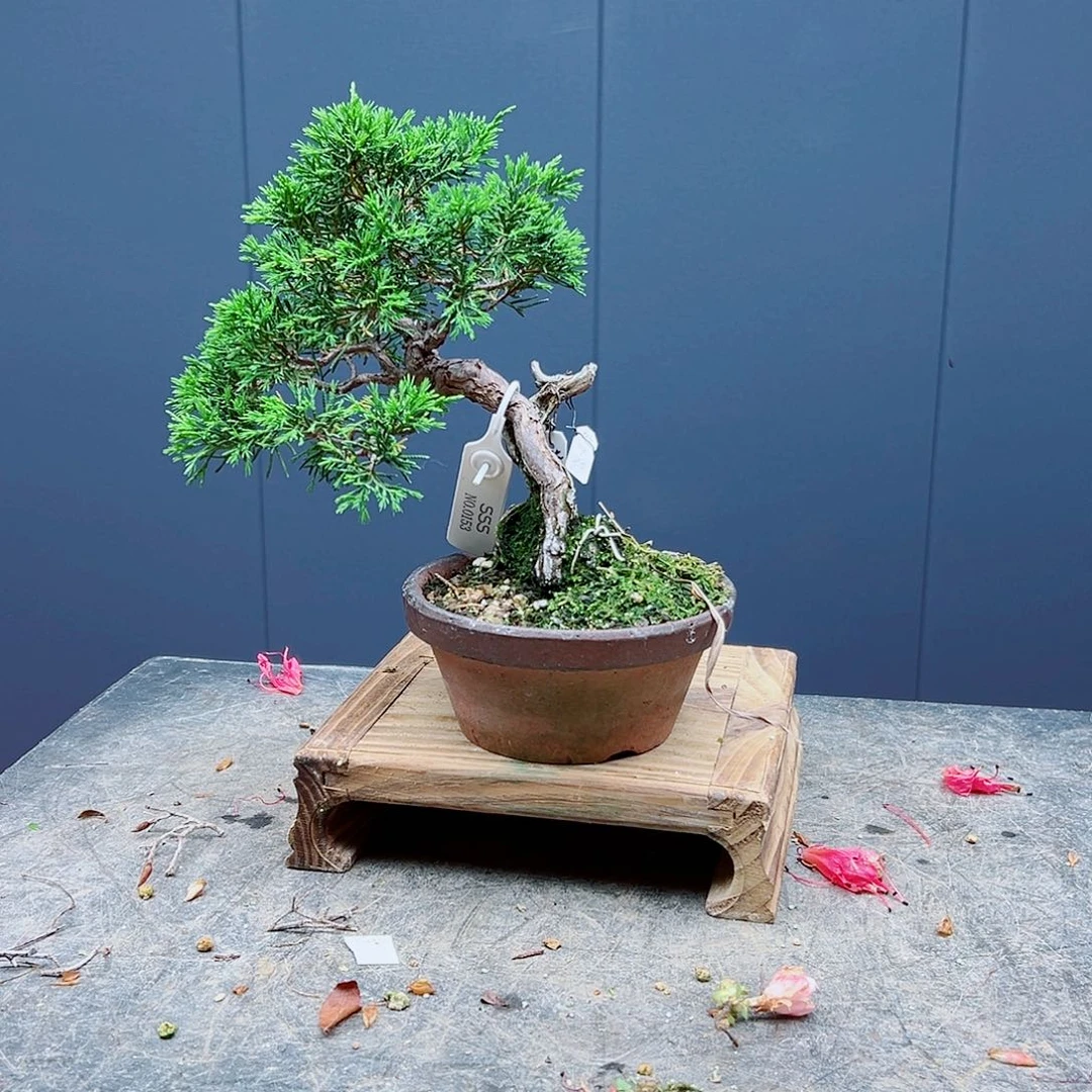 无花朵百*居盆景皋月杜鹃鱼2856