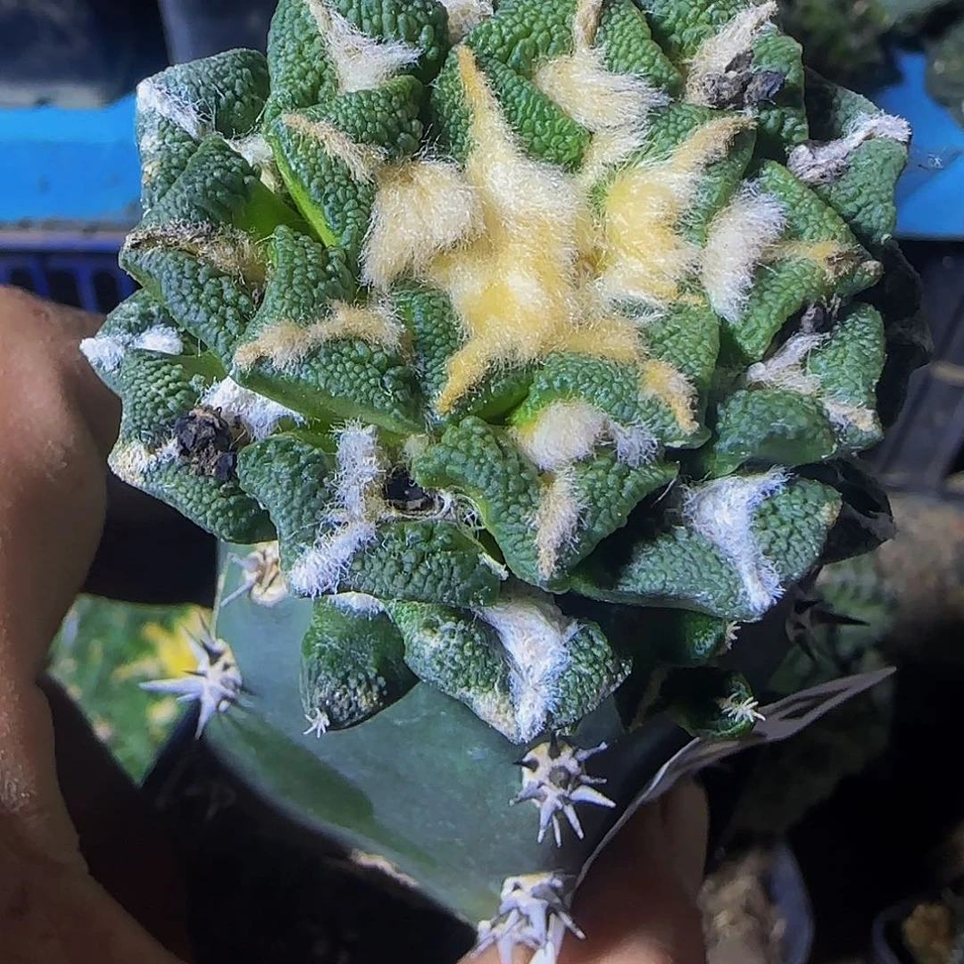 大尤黑牡丹597仙人球开花