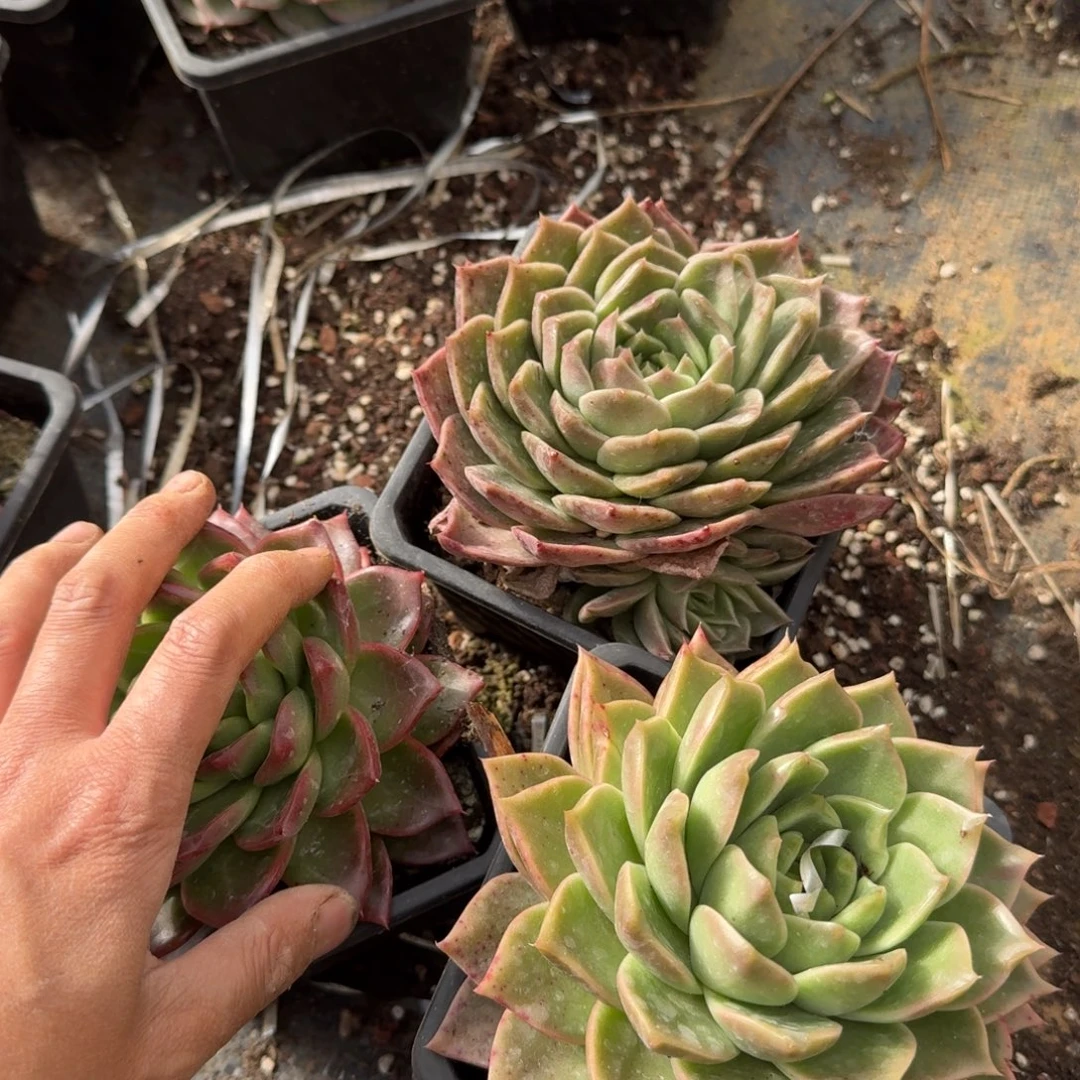 22-31大麦秆三颗脱土发货量拍