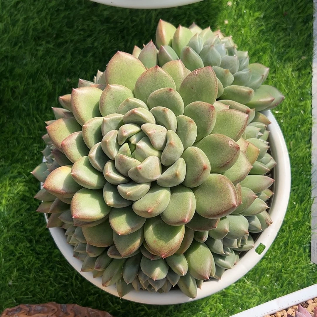 【闪购商品】C****a象牙手捧