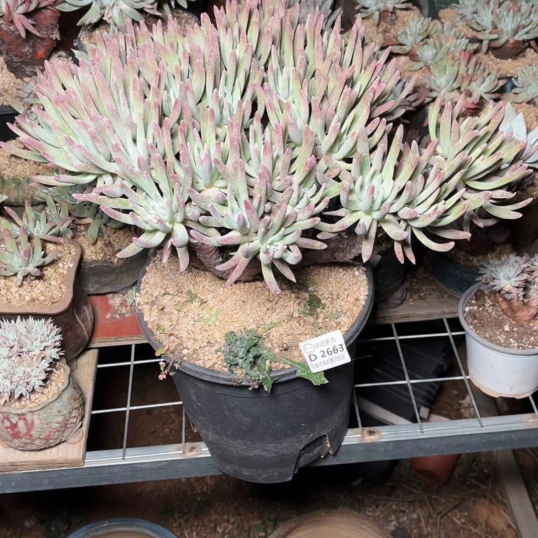 2663爱度里斯仙女杯多肉