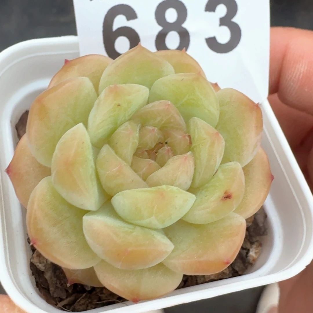 孤品         多肉植物