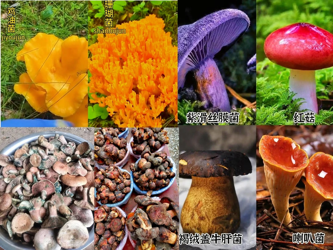 【飞老师用心甄选】山菌菇4【代替链接】量大优惠