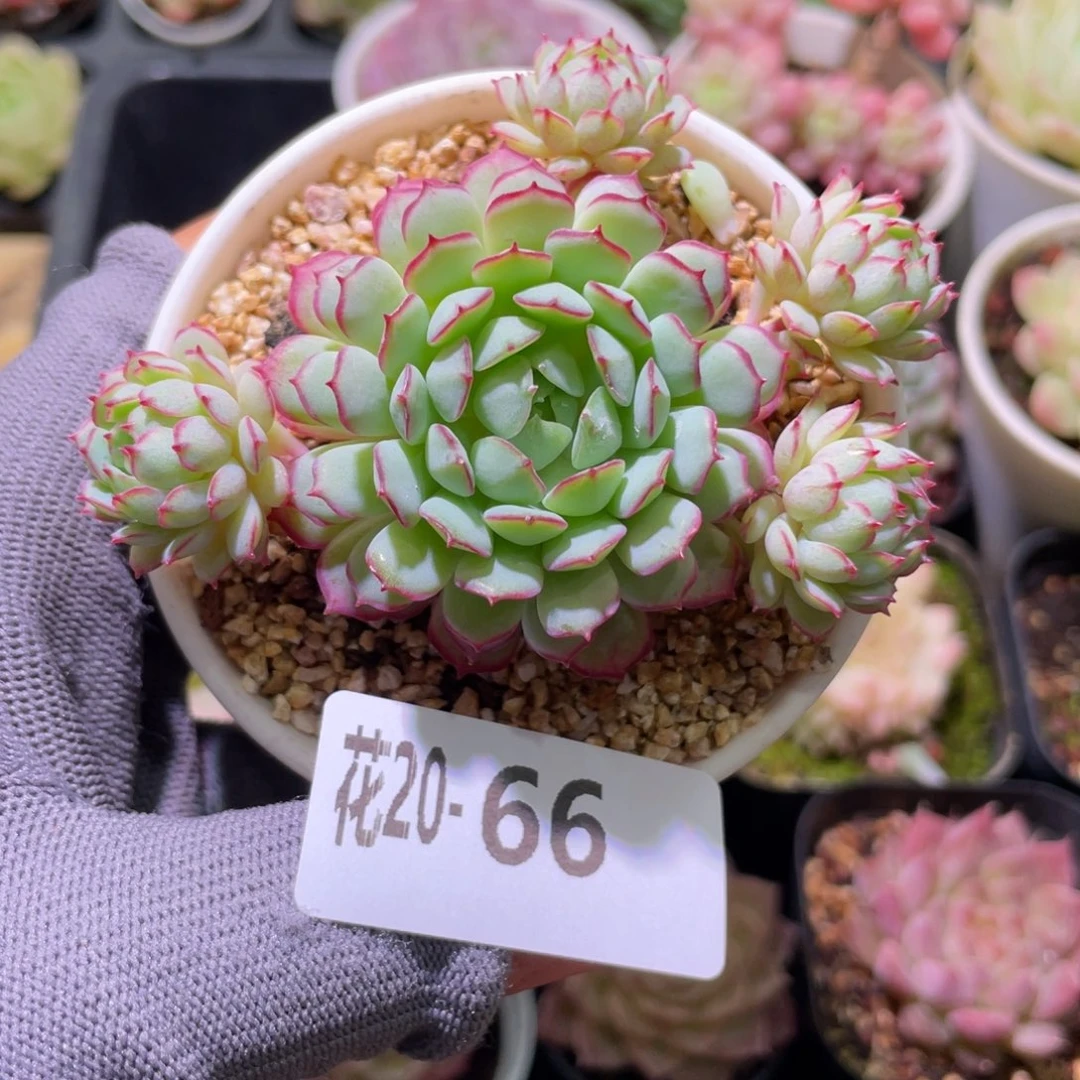 花利美20-66小红船