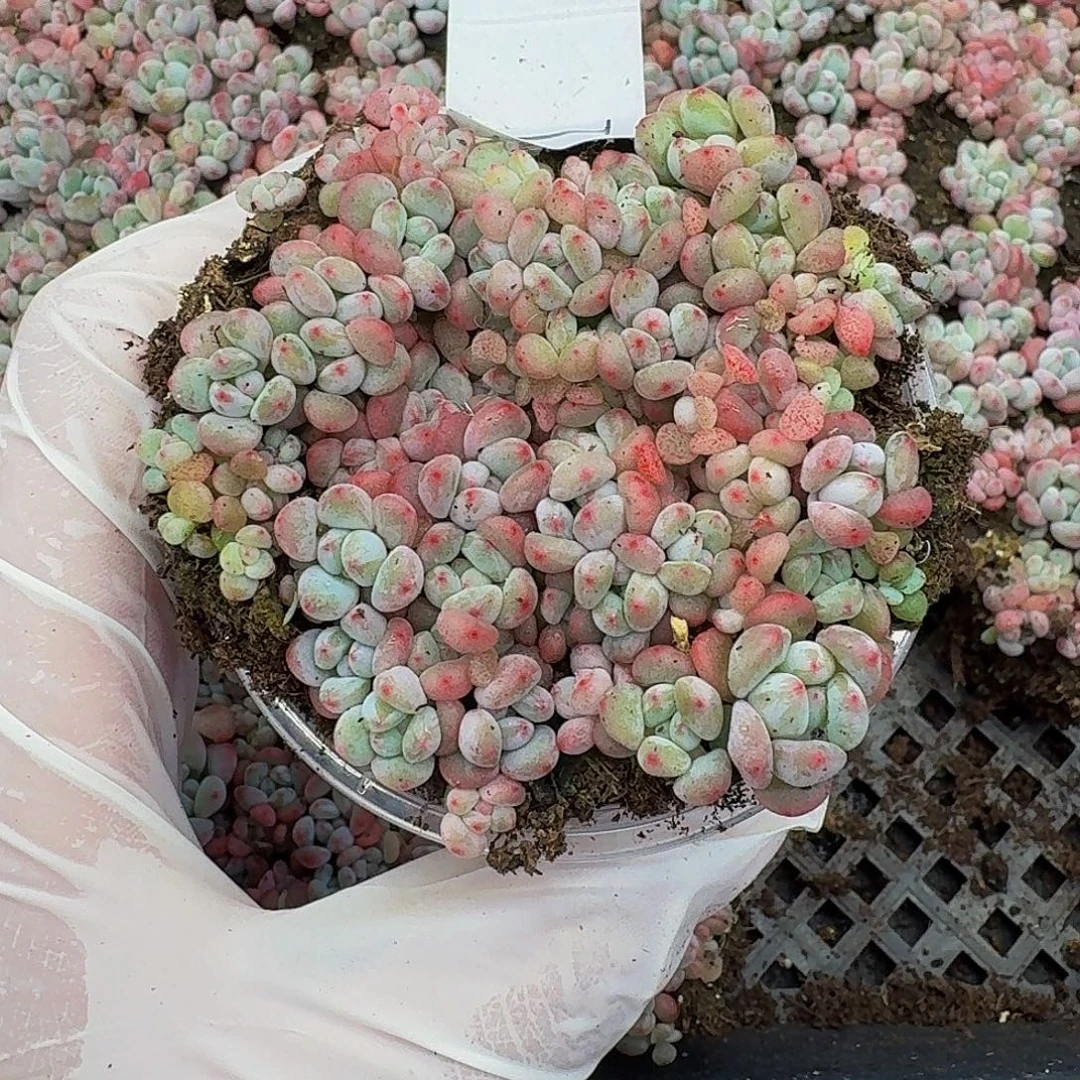 多肉植物多肉植物1