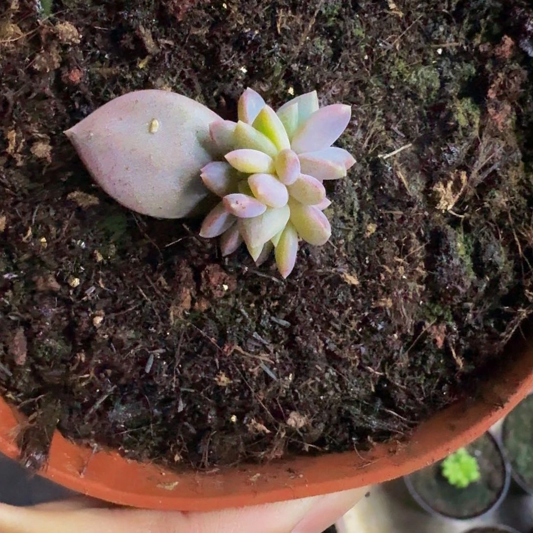 微***子邀月仙子一物一拍