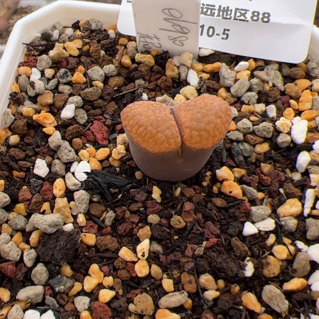 秋****0160号Eh980 多肉植物 超蛋