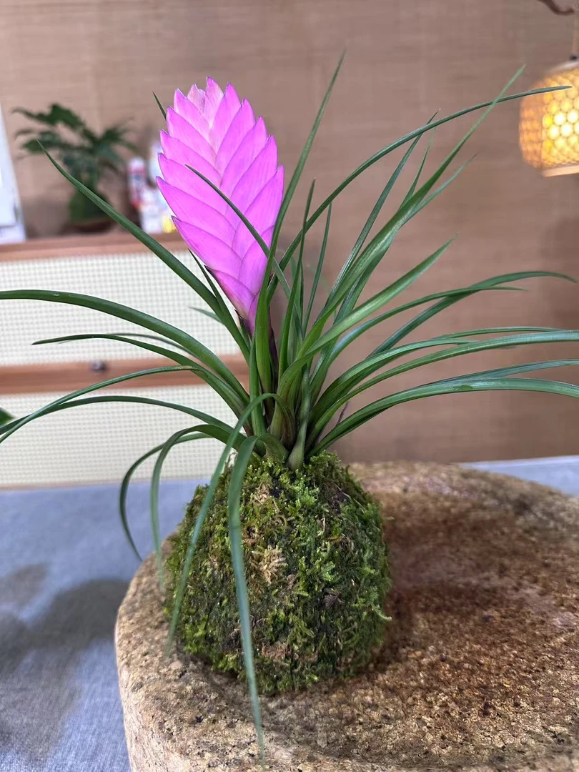 【小满园艺】铁兰 紫花凤梨苔藓球四季开花红红火火桌面绿植盆景